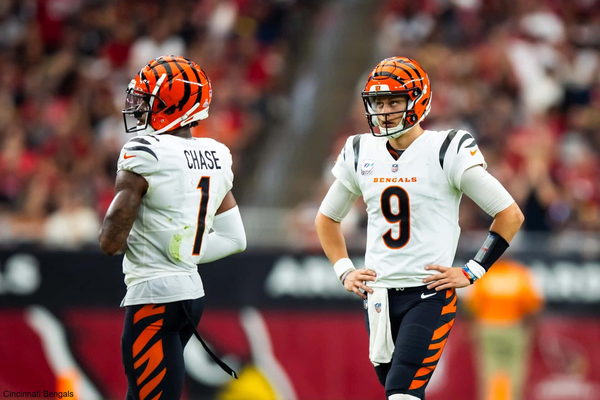 Zac Taylor Reflects on Season Journey for the Cincinnati Bengals